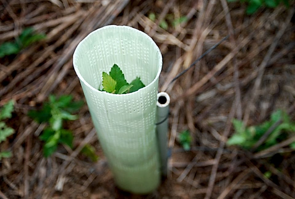 Fidan Koruma Aparatı